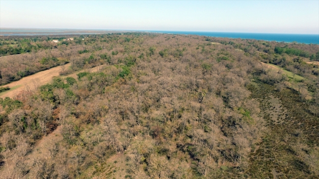 Subasar Ormanı 'Amerikan beyaz kelebeği' tehlikesiyle karşı karşıya